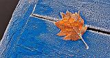 Frosty Autumn Leaf On A Frosty Dock_P1210444-6